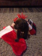 Chocolate labrador puppies for sale