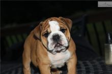 Wrinkly English Bulldog Puppies