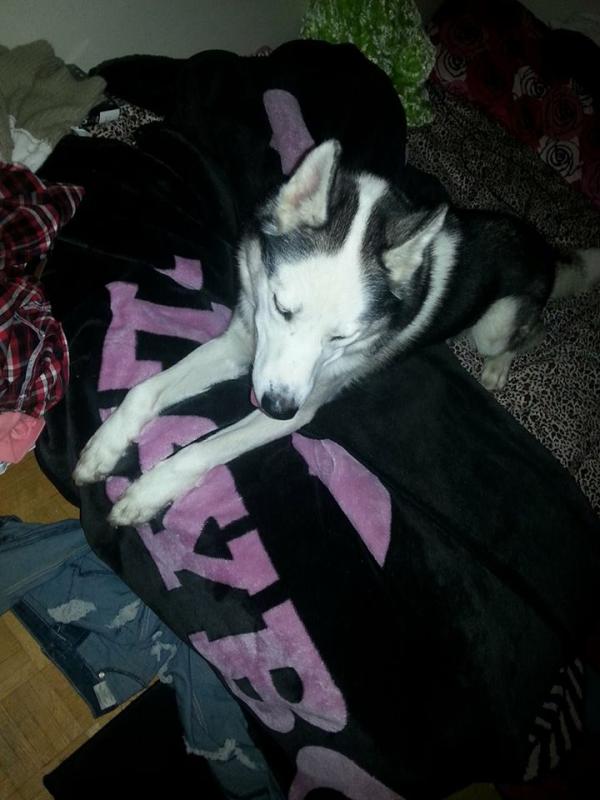 huskey Image eClassifieds4u