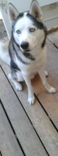huskey Image eClassifieds4u 4
