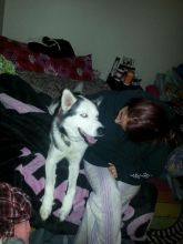 huskey Image eClassifieds4u 3