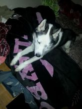 huskey Image eClassifieds4u 1