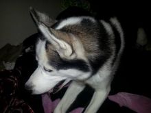 huskey Image eClassifieds4u 2