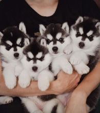 homeless Siberian puppies for adoption