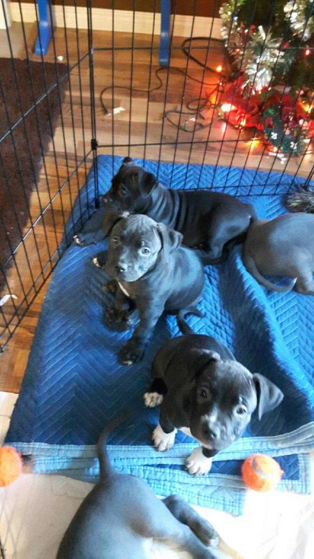 American bully puppies for sale Image eClassifieds4u