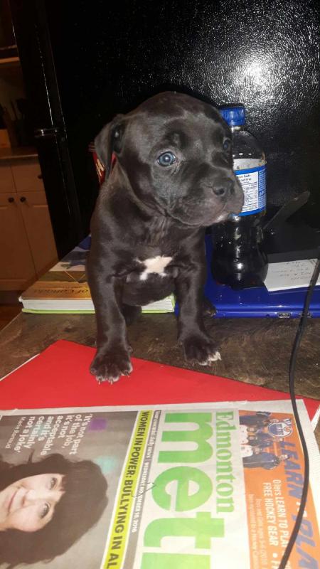 American bully puppies for sale Image eClassifieds4u
