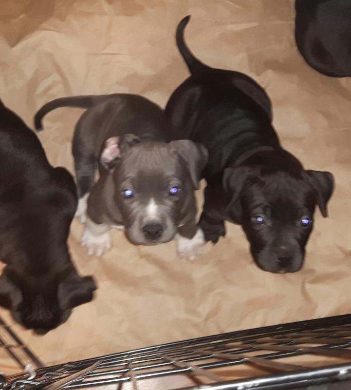 American bully puppies for sale Image eClassifieds4u
