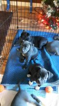 American bully puppies for sale Image eClassifieds4u 3
