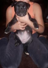 American bully puppies for sale Image eClassifieds4u 4
