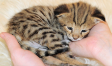 Stunning Serval Kittens Ready for their forever homes now.