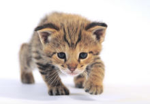 Stunning Serval Kittens Ready for their forever homes now. Image eClassifieds4u 2