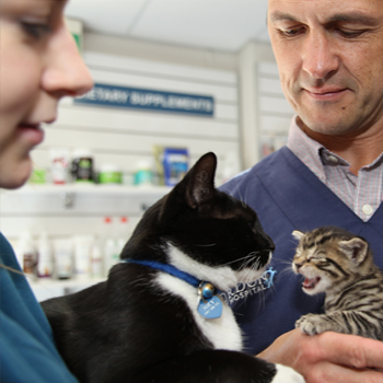 North Ryde Vet - Where You And Your Pet Can Rely On Image eClassifieds4u
