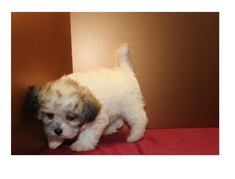 Special and adorable Shi-poo puppies for re-homing Image eClassifieds4u