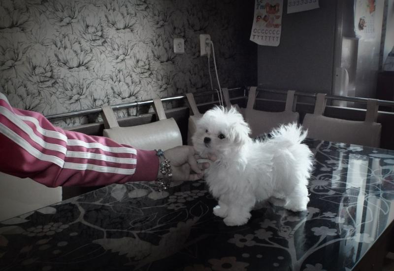 fjjhgg Tiny Teacup Doll Face Maltese ?? 267-961-6474 Image eClassifieds4u