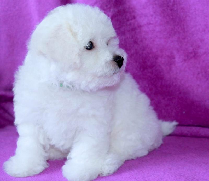 fjjhgg Tiny Teacup Doll Face Maltese ?? 267-961-6474 Image eClassifieds4u