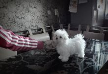 fjjhgg Tiny Teacup Doll Face Maltese ?? 267-961-6474 Image eClassifieds4u 1