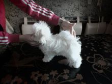 fjjhgg Tiny Teacup Doll Face Maltese ?? 267-961-6474 Image eClassifieds4u 2