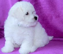 fjjhgg Tiny Teacup Doll Face Maltese ?? 267-961-6474 Image eClassifieds4u 3