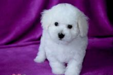 fjjhgg Tiny Teacup Doll Face Maltese ?? 267-961-6474 Image eClassifieds4u 4