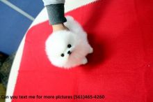 Teacup Pomeranian Puppies available text us on (561)465-4260 Image eClassifieds4u 1