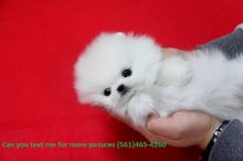 Teacup Pomeranian Puppies available text us on (561)465-4260 Image eClassifieds4u 2