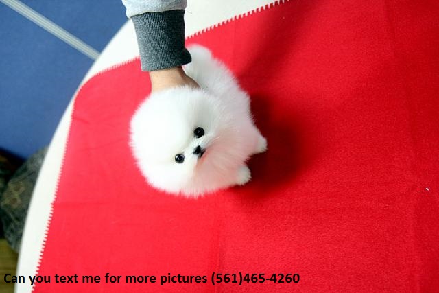 Teacup Pomeranian Puppies available text us on (561)465-4260 Image eClassifieds4u