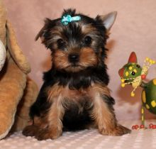 Extremely Cute Papillon Puppies Available (709) 909-5129 Image eClassifieds4u 2