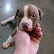 English Staffordshire Terrier Puppies