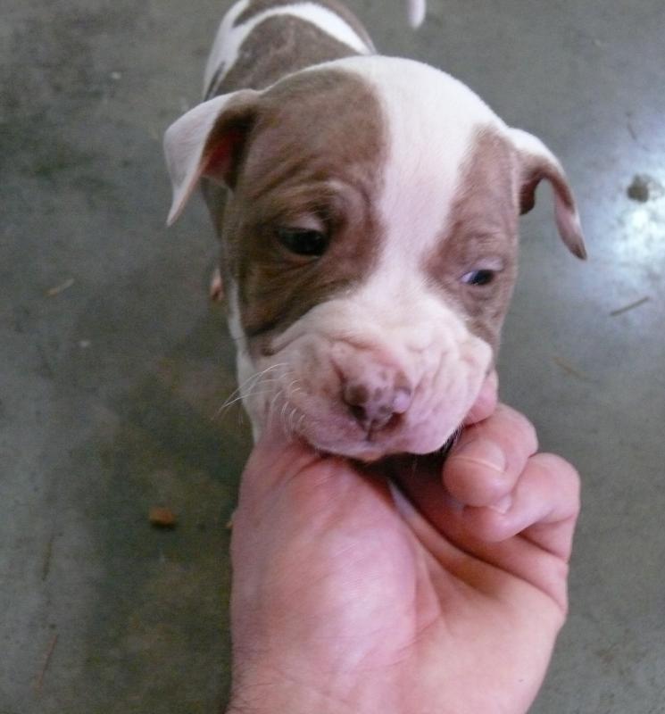 English Staffordshire Terrier Puppies Image eClassifieds4u