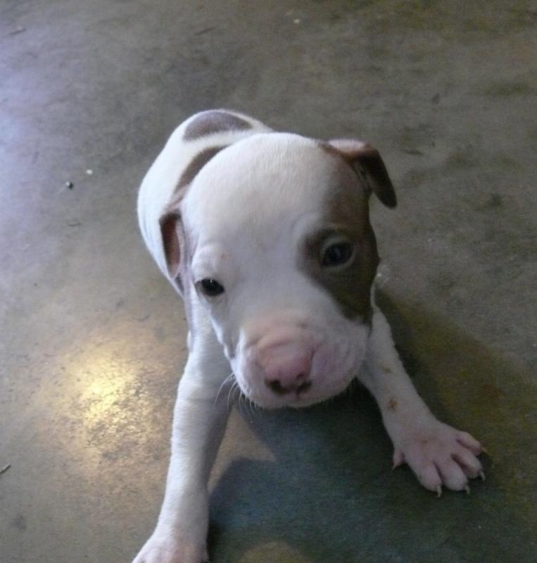 English Staffordshire Terrier Puppies Image eClassifieds4u