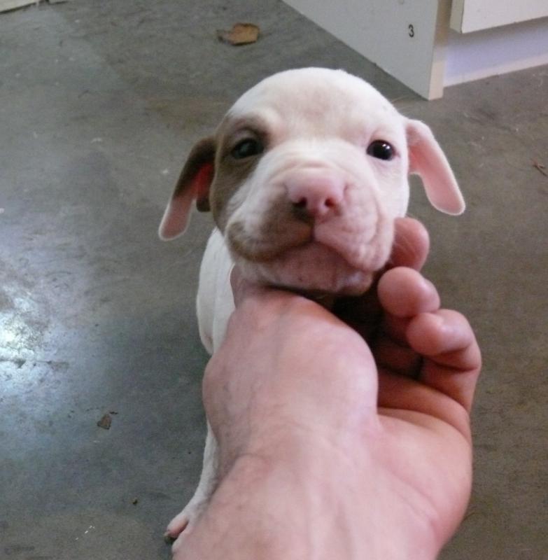 English Staffordshire Terrier Puppies Image eClassifieds4u