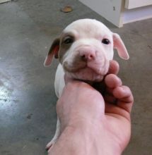 English Staffordshire Terrier Puppies Image eClassifieds4u 3