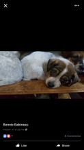 Heeler/ boarder collie Puppies! Ready for Christmas Image eClassifieds4u 3