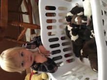 Heeler/ boarder collie Puppies! Ready for Christmas Image eClassifieds4u 2