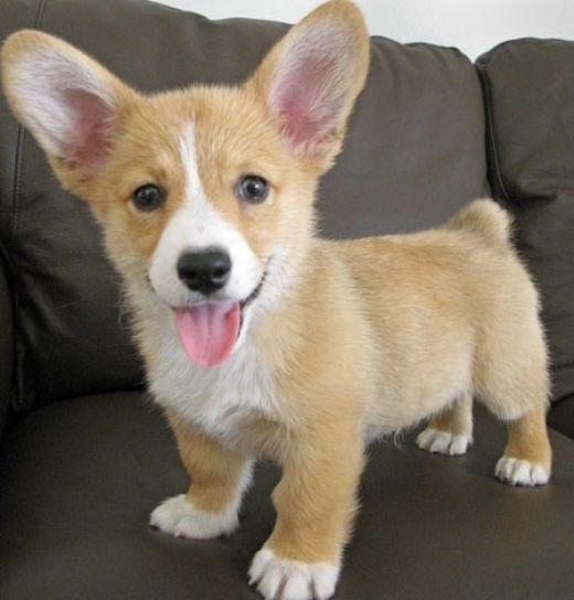 CHARMING C.K.C Pembroke Welsh Corgi Puppies For Adoption Image eClassifieds4u