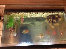 Aquarium for sale