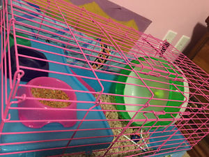 Hedgehog Image eClassifieds4u