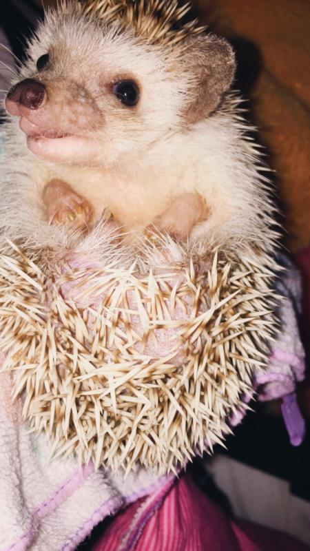 Hedgehog Image eClassifieds4u