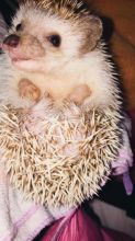 Hedgehog Image eClassifieds4u 3