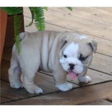 Amazing Characteristics English Bulldog For Adoption