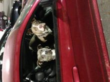 Purebred pitbull puppies Image eClassifieds4U