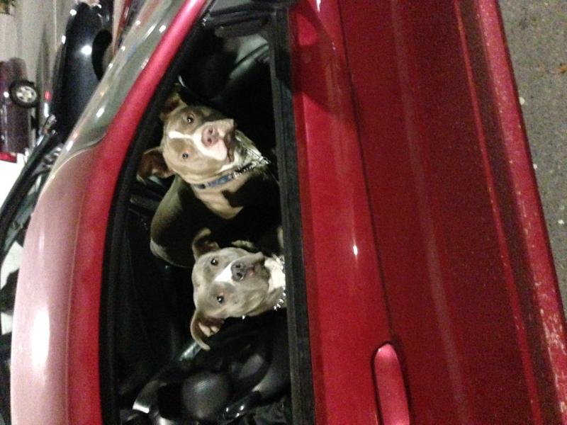 Purebred pitbull puppies Image eClassifieds4u