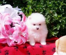 Precious pomeranian puppies for caring home