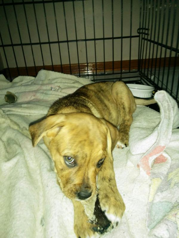 Cane Corso/American Bull pups Image eClassifieds4u