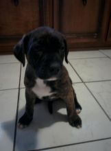 Cane Corso/American Bull pups Image eClassifieds4u 3