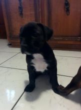 Cane Corso/American Bull pups Image eClassifieds4u 4