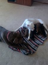 Cane Corso/American Bull pups Image eClassifieds4u 2