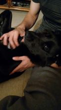 Lab/retriever