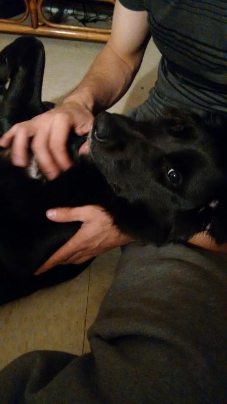 Lab/retriever Image eClassifieds4u