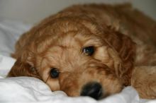 Looking for a loving family for goldendoodle puppy